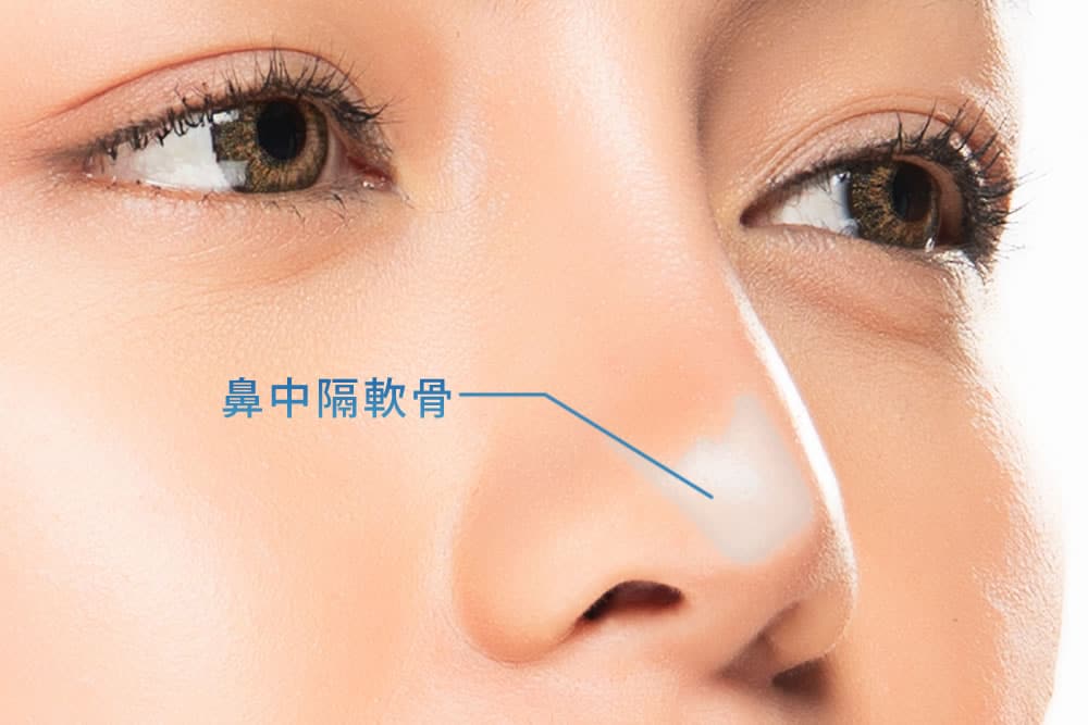 鼻中隔軟骨の図解