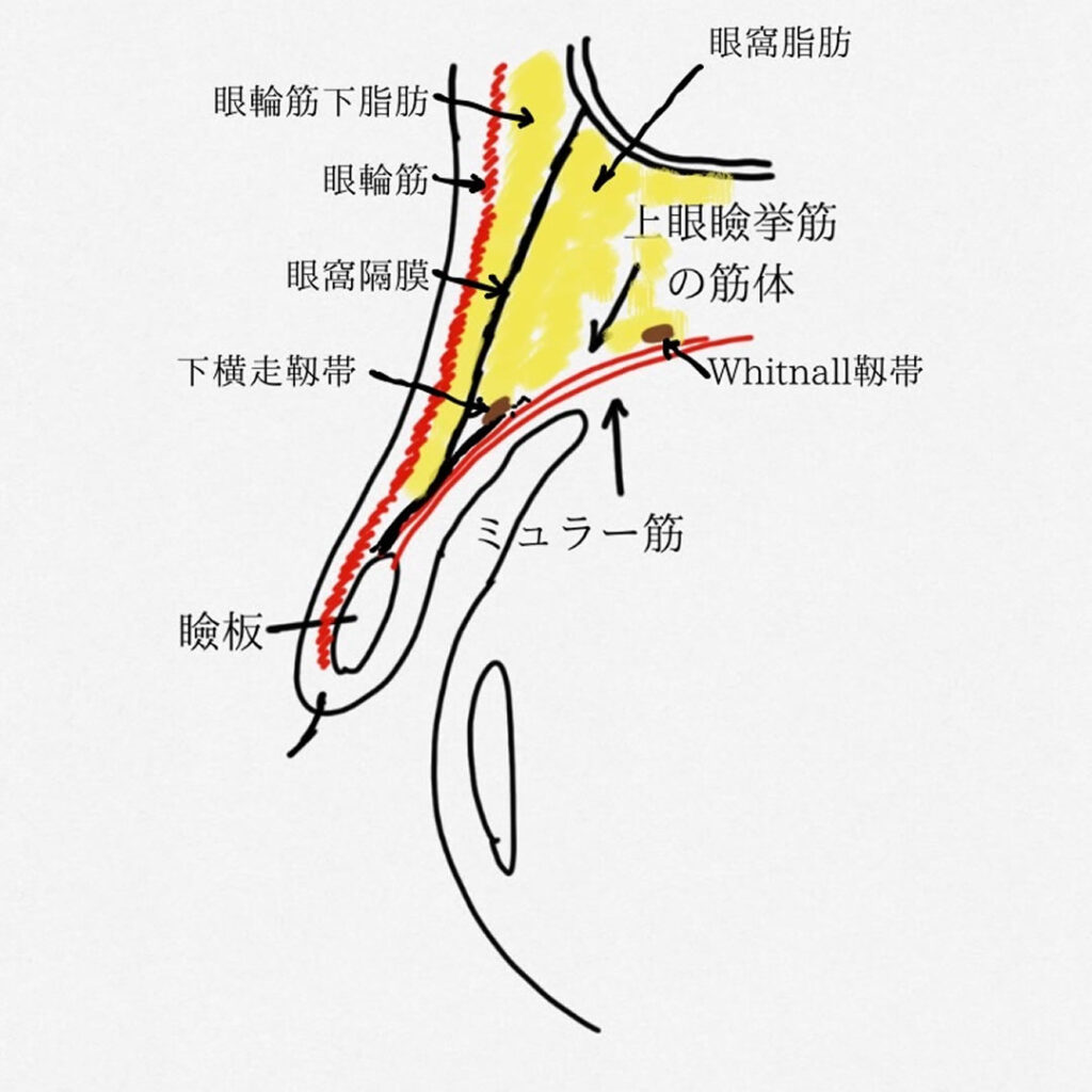 瞼の構造についての解説図 (1)