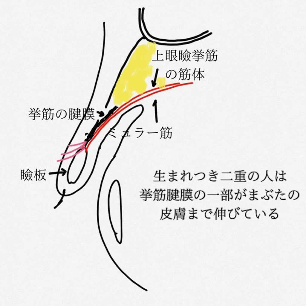 瞼の構造についての解説図 (4)
