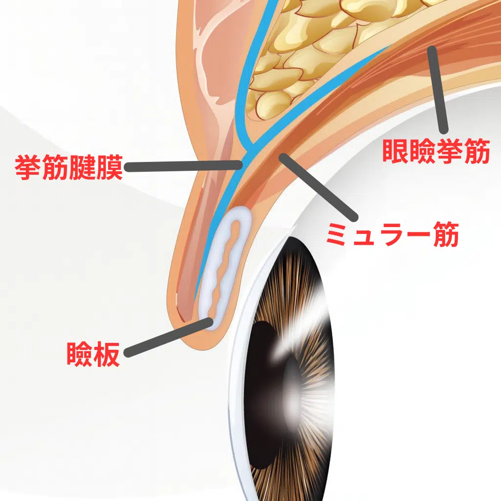 目の構造　岡山