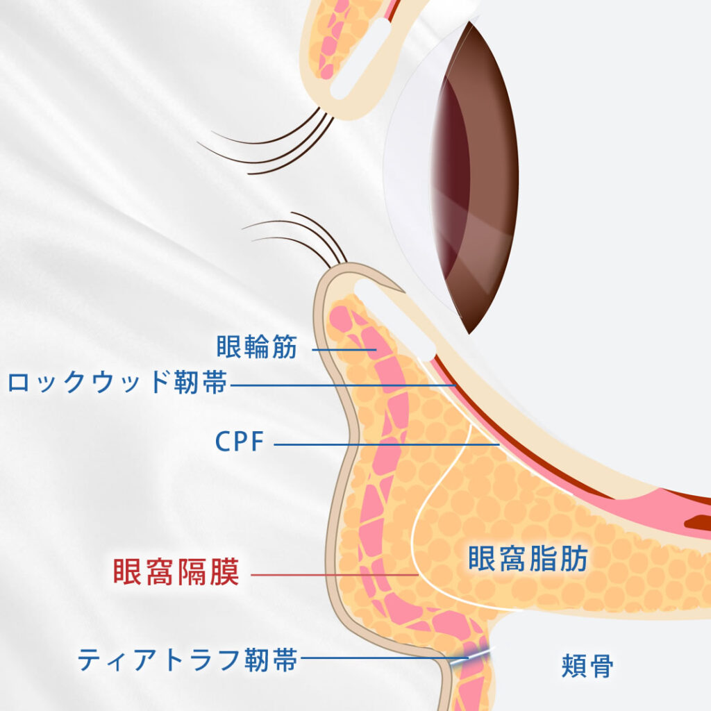 眼窩筋膜の図解